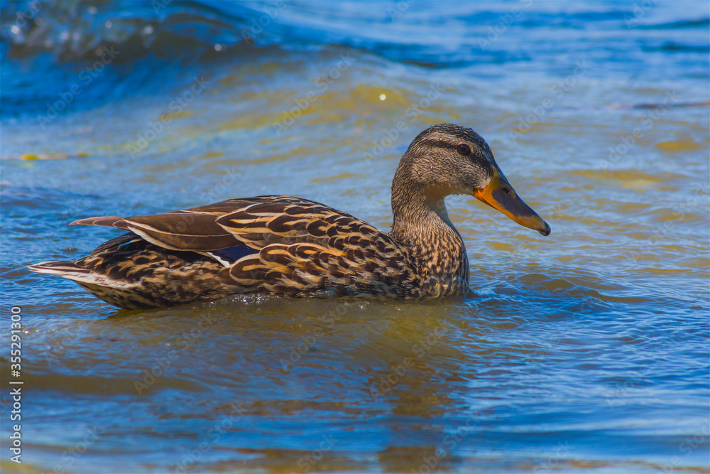 Female duck, bird floating on the water on the shore of the lake, among the waves, nature, animals Female duck, bird floating on the water on the shore of the lake, among the waves, nature, animals