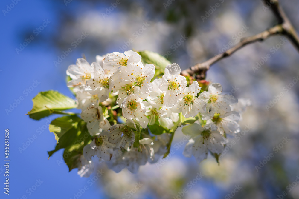 Apfelblüte aus dem Lavanttal Apfelblüte aus dem Lavanttal