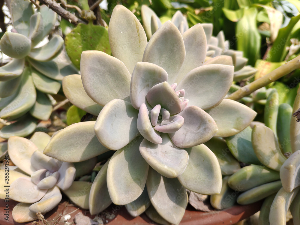 Obraz premium Succulent plant face to sun in winter