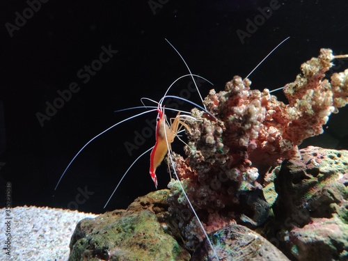 Little shrimp near the coral in the aquarium