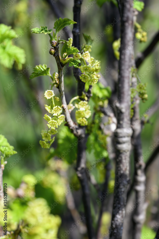 Tiny flowers of red currant on a bush. Tiny flowers of red currant on a bush.