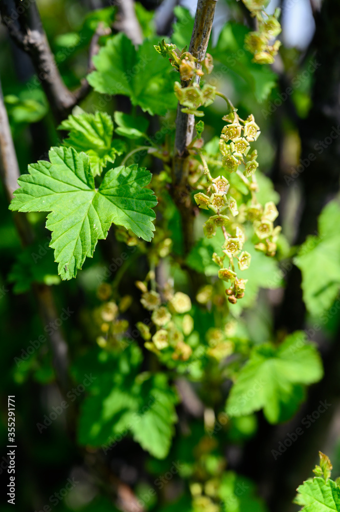 Tiny flowers of red currant on a bush. Tiny flowers of red currant on a bush.