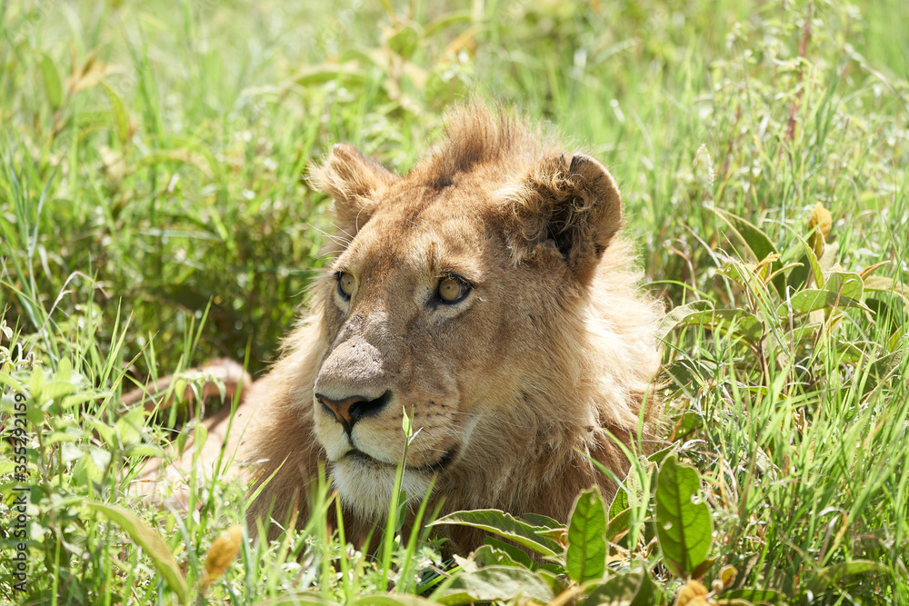 Young Lion Serengeti Ngorongor crater Young Lion Serengeti Ngorongor crater