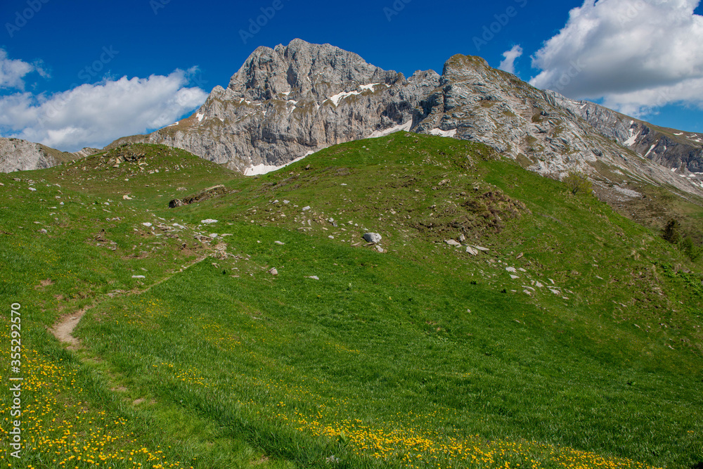 pasture, agriculture, arera, flower path, mountain, snow, flowers, excursion, walk, seasons, spring ,, tourism, Brembana Valley, Bergamo, Lombardy, rock, ecology, vacation, mountain pasture, Parnassia