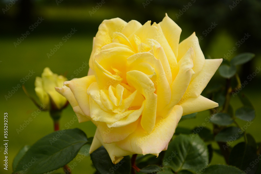 Yellow rose with a little rose bud behind in Spring Yellow rose with a little rose bud behind in Spring