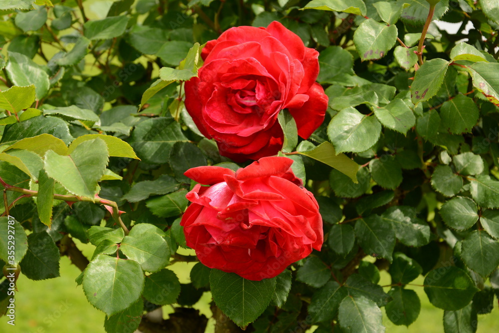 Two red roses blossom in spring
