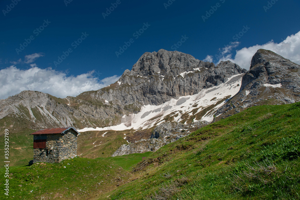 pasture, agriculture, arera, flower path, mountain, snow, flowers, excursion, walk, seasons, spring ,, tourism, Brembana Valley, Bergamo, Lombardy, rock, ecology, vacation, mountain pasture, Parnassia
