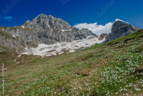 pasture  agriculture  arera  flower path  mountain  snow  flowers  excursion  walk  seasons  spring    tourism  Brembana Valley  Bergamo  Lombardy  rock  ecology  vacation  mountain pasture  Parnassia
