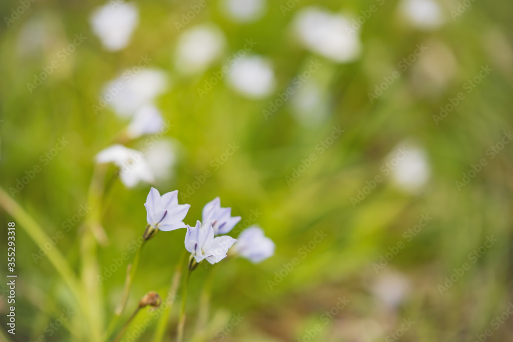 Naklejka premium そよかぜ吹く草むらに咲く花