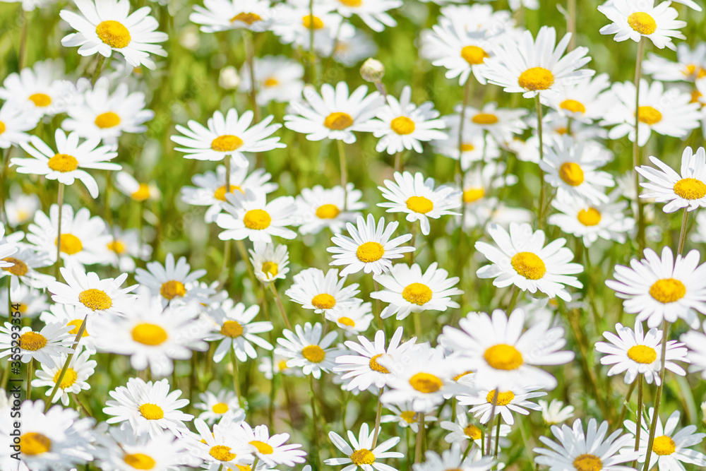 Blumenwiese weiße Blumen Hintergrund Blumenwiese weiße Blumen Hintergrund