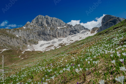 pasture, agriculture, arera, flower path, mountain, snow, flowers, excursion, walk, seasons, spring ,, tourism, Brembana Valley, Bergamo, Lombardy, rock, ecology, vacation, mountain pasture, Parnassia