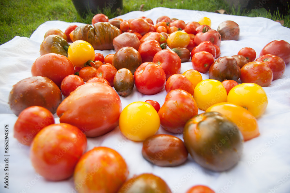 bunch of diferent kind of tomatoes bunch of diferent kind of tomatoes