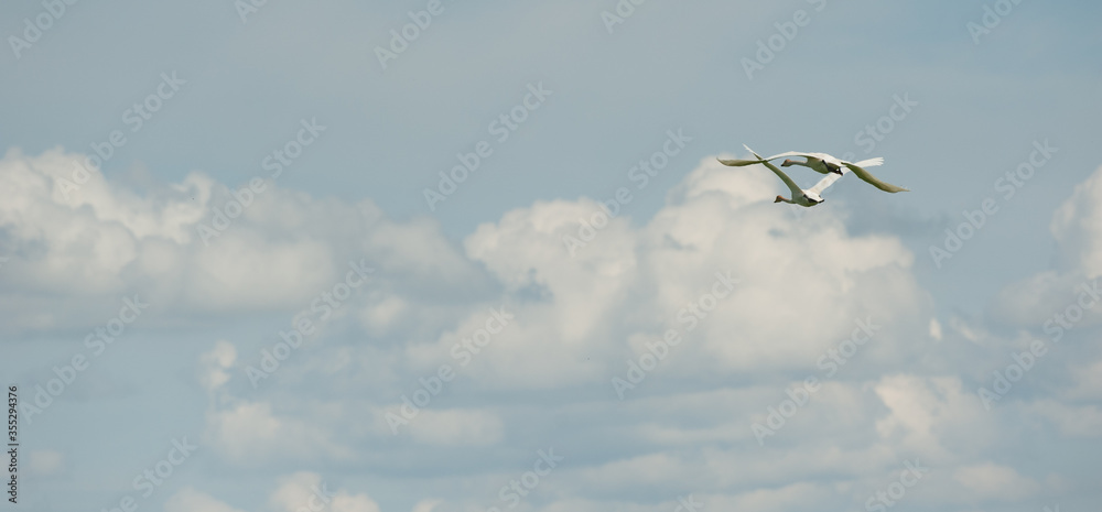 
Whooper swans fly against white clouds and blue sky