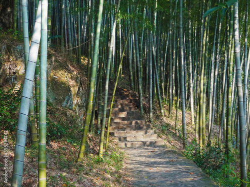 Path of steps with bamboos in sunny day