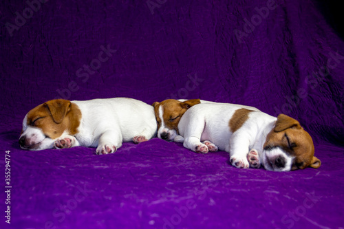 маленький щенок джек рассел терьер лежит  на фиолетовом фоне