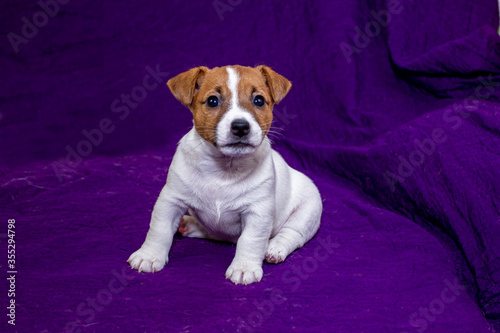 маленький щенок джек рассел терьер лежит  на фиолетовом фоне