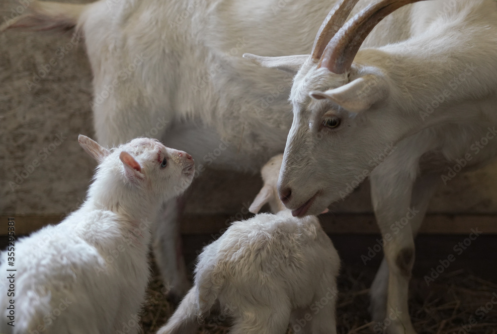 Newborn white goat kid looking at his mother, white goat. His brother is drinking milk from the goat's udder Newborn white goat kid looking at his mother, white goat. His brother is drinking milk from the goat's udder