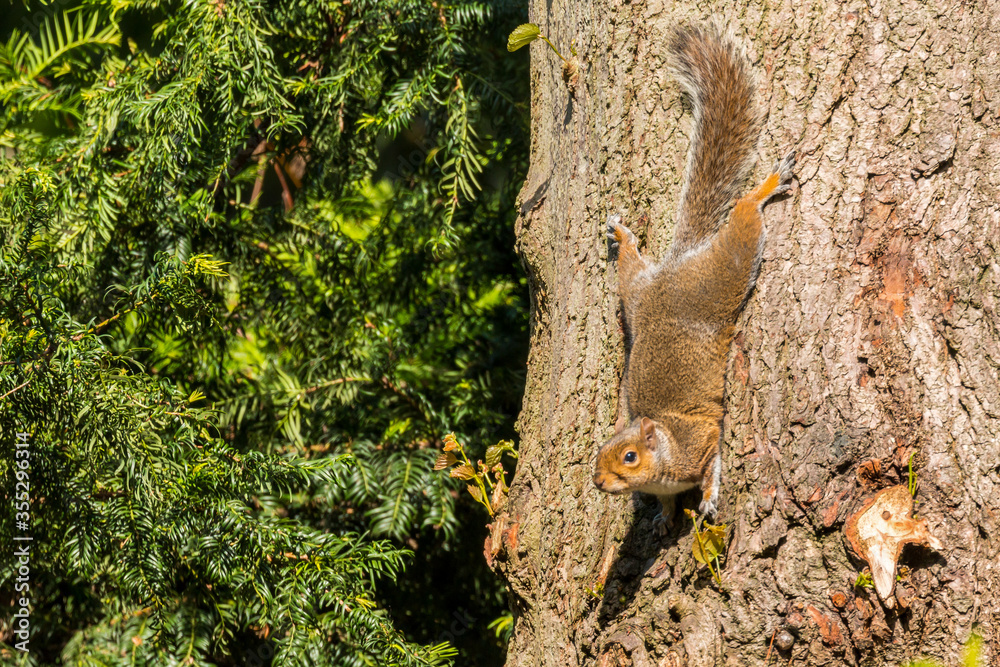 Grey Squirrel on the trunk Grey Squirrel on the trunk