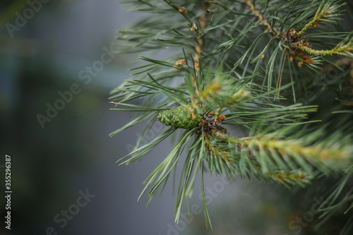 Crimean pine branch with a green cone close up