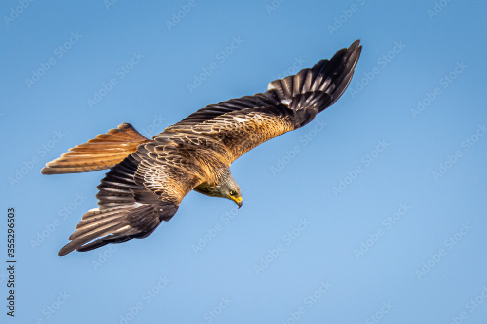 Obraz premium Red Kite in flight