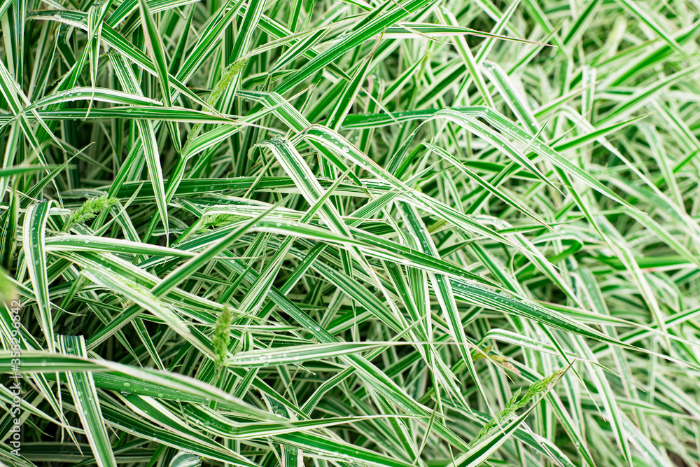 Beautiful and textured, green and clean leaves of plants Beautiful and textured, green and clean leaves of plants
