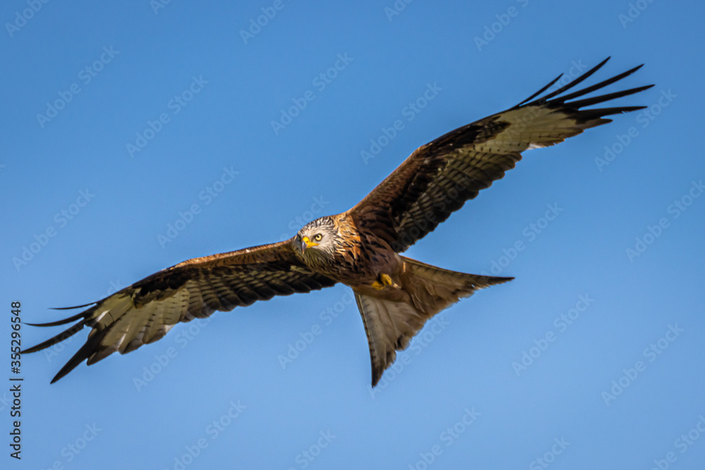 Fototapeta premium Red Kite in flight