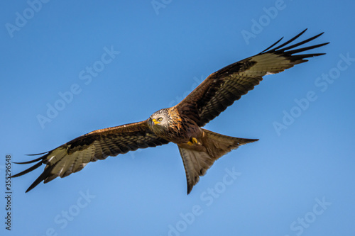 Red Kite in flight © Istvan