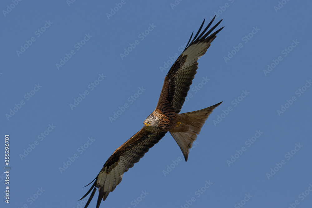 Red Kite in flight Red Kite in flight