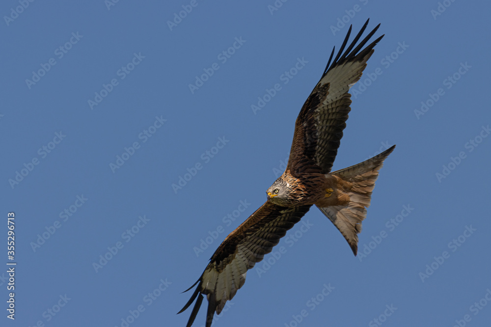 Obraz premium red kite in flight