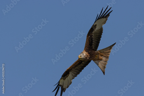 red kite in flight