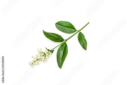 Blooming Ligustrum shrub on white background