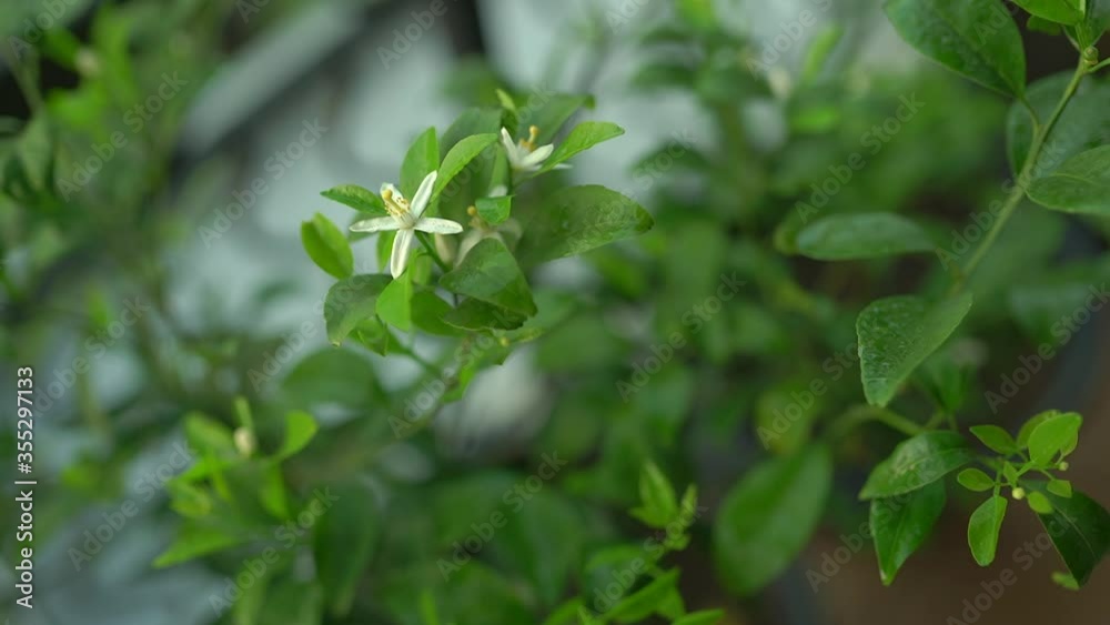 One jasmine flower starting to bloom (60fps) One jasmine flower starting to bloom (60fps)