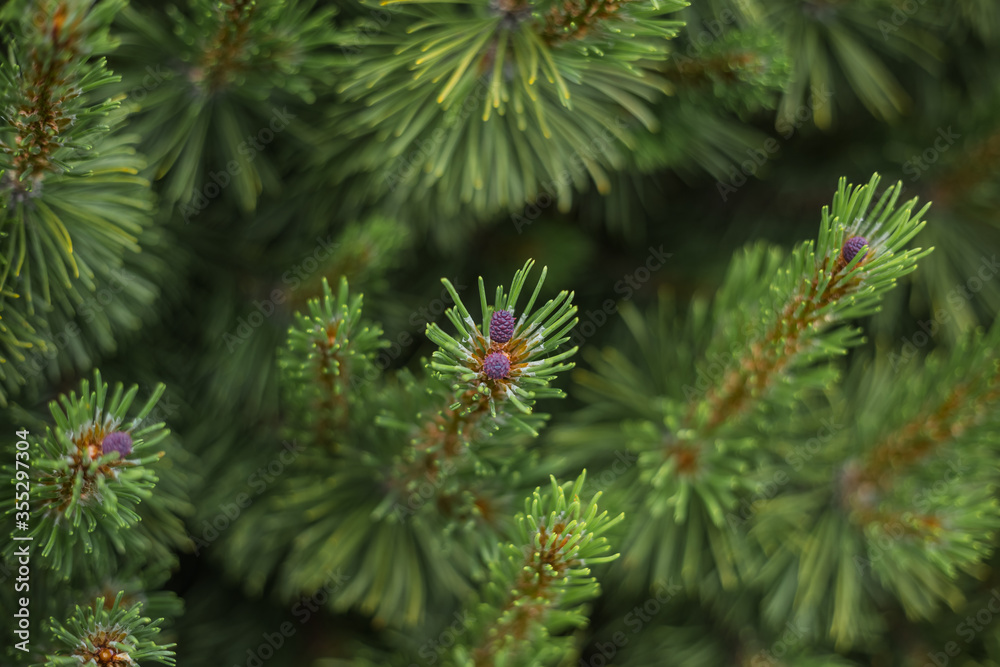 Mountain pine branch with cones close up Mountain pine branch with cones close up