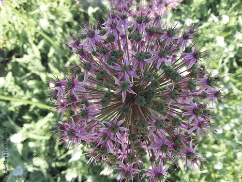 close up of lavender