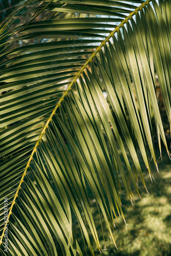  Close-up of leaves of palm tree branch against the sky.