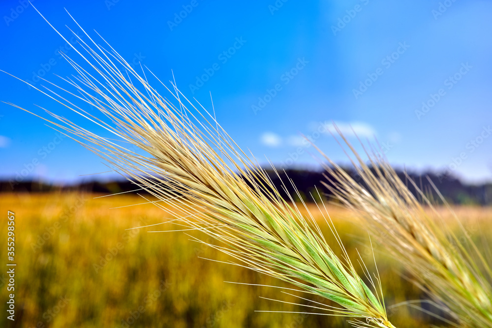 Ripening ears of rye against the sky in Poland. Ripening ears of rye against the sky in Poland.