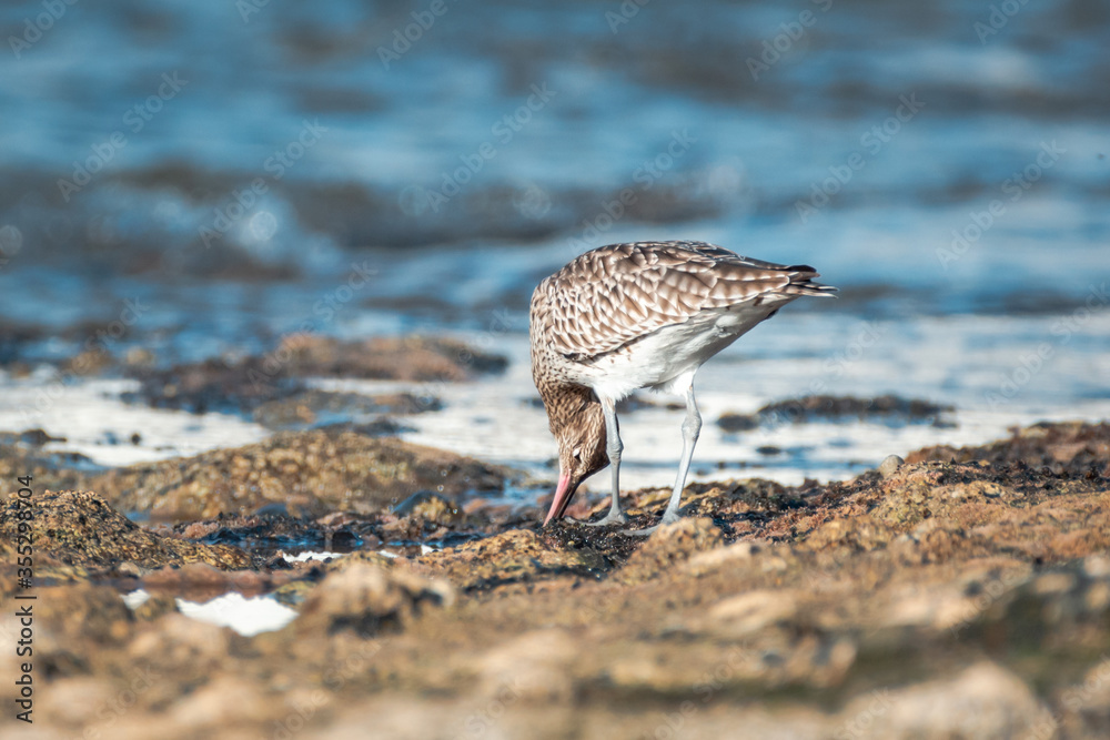 Eurasian Whimbrel is on the sea shore among stones looking for food ...