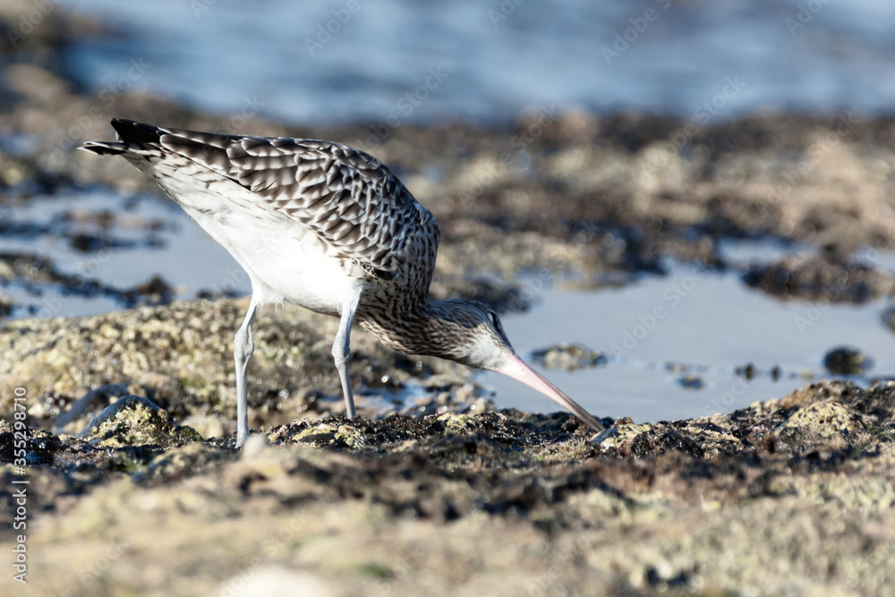 Eurasian Whimbrel is on the sea shore among stones looking for food ...