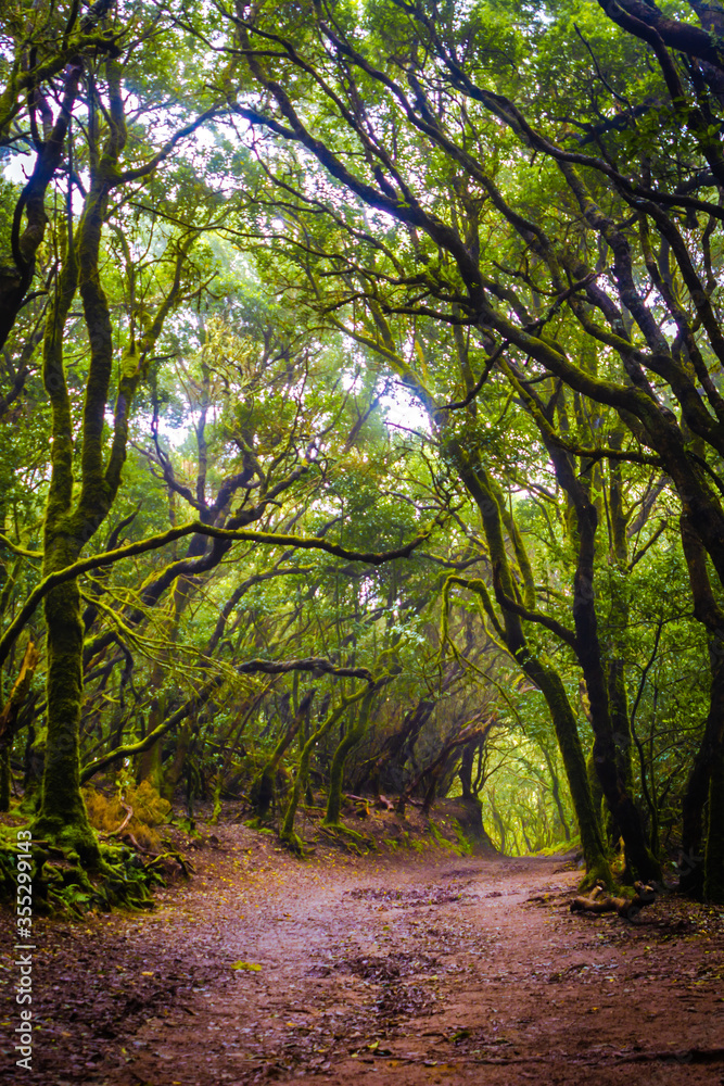 Fototapeta premium Mystical foggy forest with moss tree in Anaga Park on Tenerife island. Landmark of the Canary islands old forest landscape