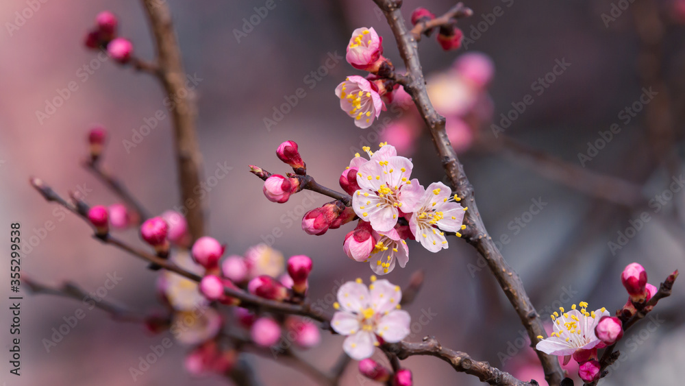 Fresh natural pink flower background. Blossom apricot tree with gentle flowers banner. Fresh natural pink flower background. Blossom apricot tree with gentle flowers banner.