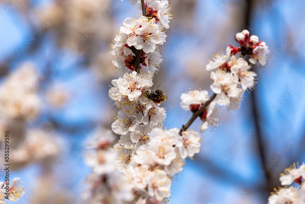 Fresh natural white flower background. Blossom apricot tree with gentle flowers banner. Fresh natural white flower background. Blossom apricot tree with gentle flowers banner.
