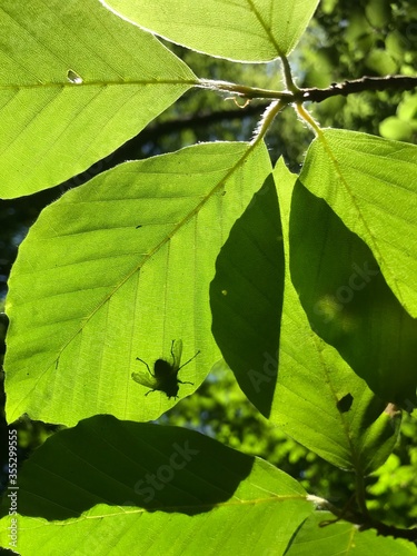 Schattenfliege
