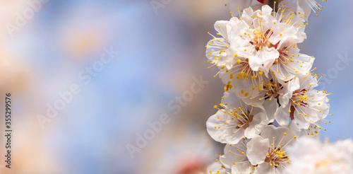 Fresh natural white flower background. Blossom apricot tree with gentle flowers banner. 
