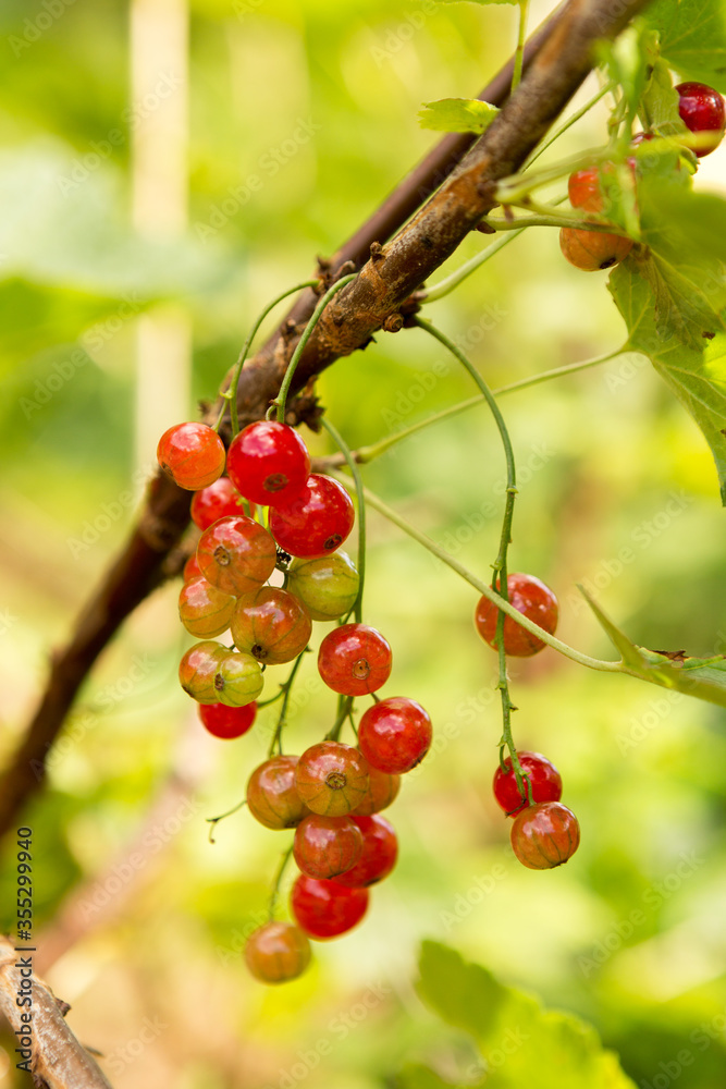 Red currant close-up