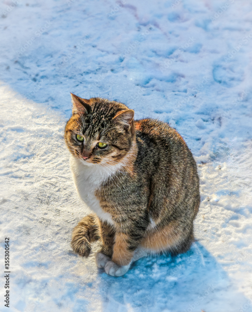 cat in snow