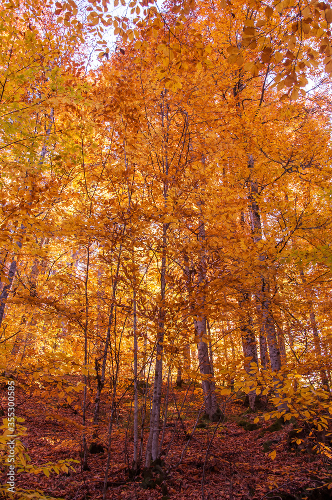 Yedigoller National Park, Autumn views. Bolu, Turkey. Yedigoller National Park, Autumn views. Bolu, Turkey.