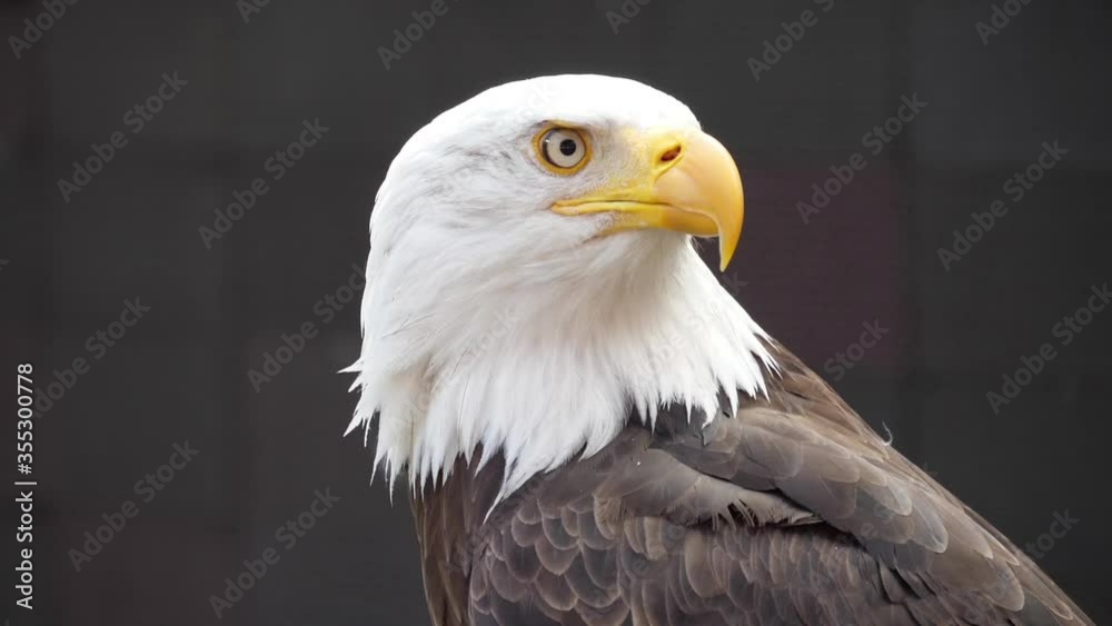 north america bald eagle slow motion north america bald eagle slow motion