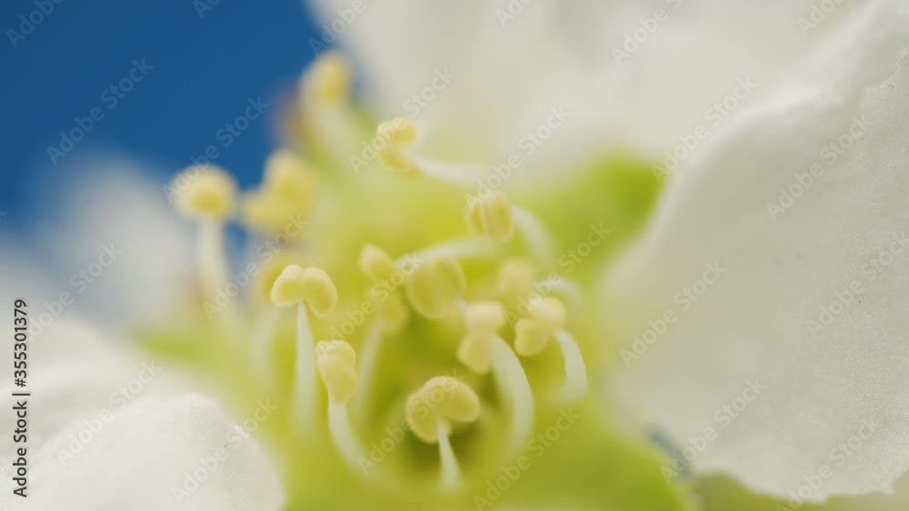 The closer look of the stamen of the Prunus padus plant The closer look of the stamen of the Prunus padus plant