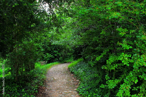 path in the woods of Versailles