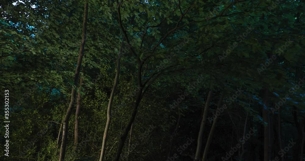 Light painting tree branches and leaves in forest at night Light painting tree branches and leaves in forest at night